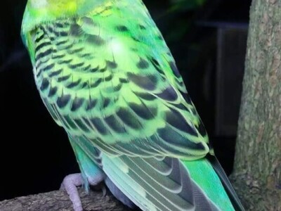 Elvedin Halilović uzgoji 500 papagaja tokom jedne sezone