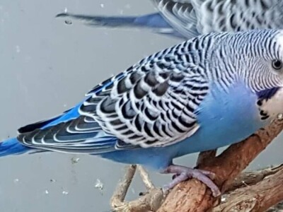 Elvedin Halilović uzgoji 500 papagaja tokom jedne sezone