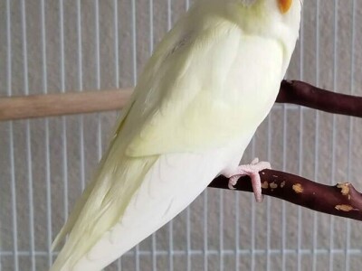 Elvedin Halilović uzgoji 500 papagaja tokom jedne sezone