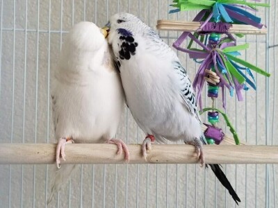 Elvedin Halilović uzgoji 500 papagaja tokom jedne sezone