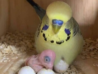 Elvedin Halilović uzgoji 500 papagaja tokom jedne sezone