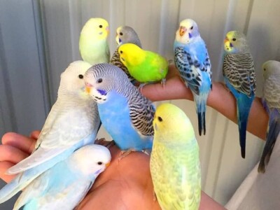 Elvedin Halilović uzgoji 500 papagaja tokom jedne sezone