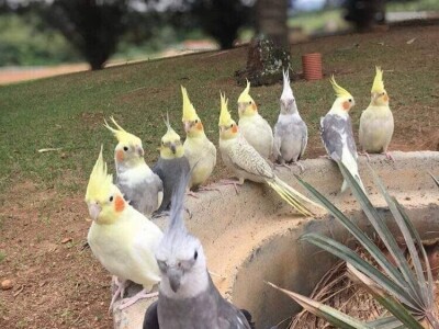 Elvedin Halilović uzgoji 500 papagaja tokom jedne sezone