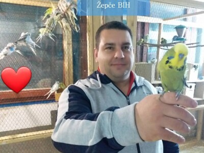 Elvedin Halilović uzgoji 500 papagaja tokom jedne sezone
