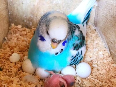 Elvedin Halilović uzgoji 500 papagaja tokom jedne sezone