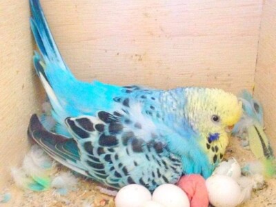 Elvedin Halilović uzgoji 500 papagaja tokom jedne sezone