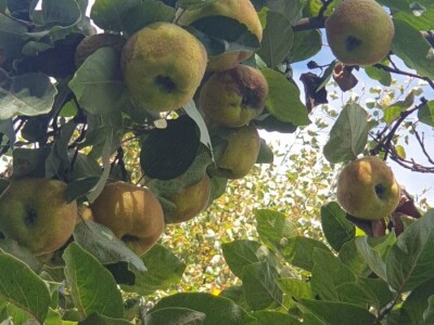 Elvira Lila Delalić: Budućnost ove zemlje leži u poljoprivredi i turizmu