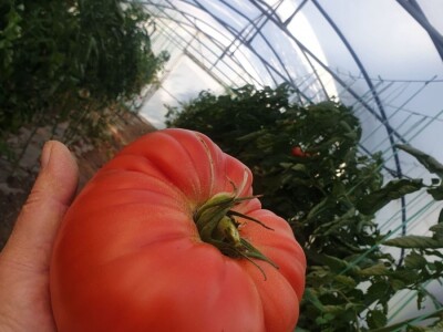 Elvira Lila Delalić: Budućnost ove zemlje leži u poljoprivredi i turizmu