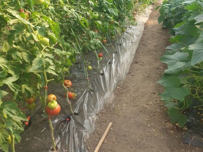 Elvira Lila Delalić: Budućnost ove zemlje leži u poljoprivredi i turizmu