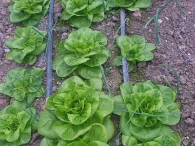 Elvira Lila Delalić: Budućnost ove zemlje leži u poljoprivredi i turizmu