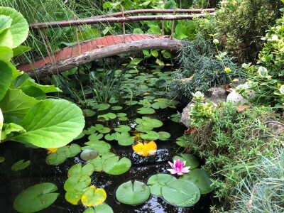 Elvira Serdarević: Proizvodnja zdrave hrane je moja životna misija