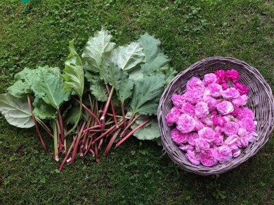 Elvira Serdarević: Proizvodnja zdrave hrane je moja životna misija