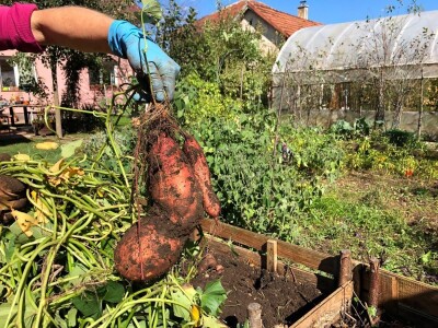 Elvira Serdarević: Proizvodnja zdrave hrane je moja životna misija