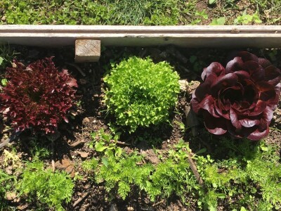 Elvira Serdarević: Proizvodnja zdrave hrane je moja životna misija