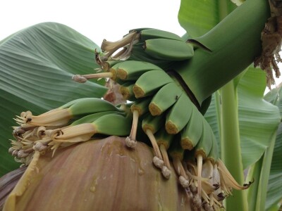 Elvira Serdarević: Proizvodnja zdrave hrane je moja životna misija