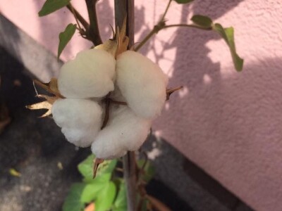 Elvira Serdarević: Proizvodnja zdrave hrane je moja životna misija