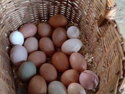 Elvis Dado Horvatinović zdravlje peradi jača češnjakom, octom i pepelom – kao naši stari