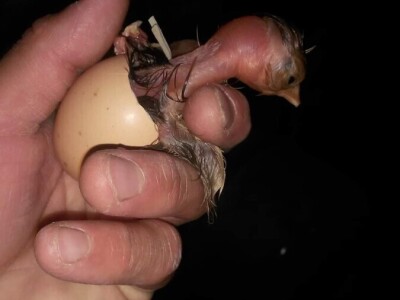 Elvis Dado Horvatinović zdravlje peradi jača češnjakom, octom i pepelom – kao naši stari