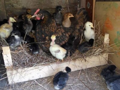 Elvis Dado Horvatinović zdravlje peradi jača češnjakom, octom i pepelom – kao naši stari