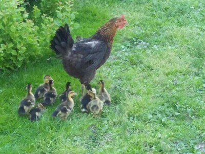 Elvis Dado Horvatinović zdravlje peradi jača češnjakom, octom i pepelom – kao naši stari