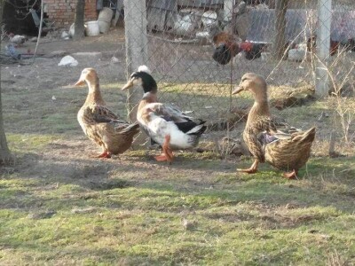 Elvis Dado Horvatinović zdravlje peradi jača češnjakom, octom i pepelom – kao naši stari