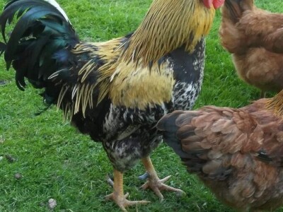 Elvis Dado Horvatinović zdravlje peradi jača češnjakom, octom i pepelom – kao naši stari