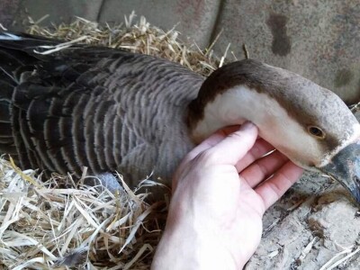 Elvis Dado Horvatinović zdravlje peradi jača češnjakom, octom i pepelom – kao naši stari