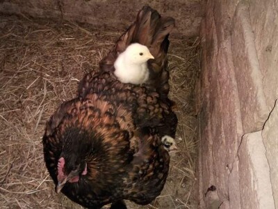 Elvis Dado Horvatinović zdravlje peradi jača češnjakom, octom i pepelom – kao naši stari