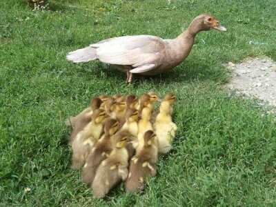 Elvis Dado Horvatinović zdravlje peradi jača češnjakom, octom i pepelom – kao naši stari