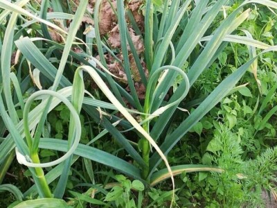 Elvis Dado Horvatinović zdravlje peradi jača češnjakom, octom i pepelom – kao naši stari