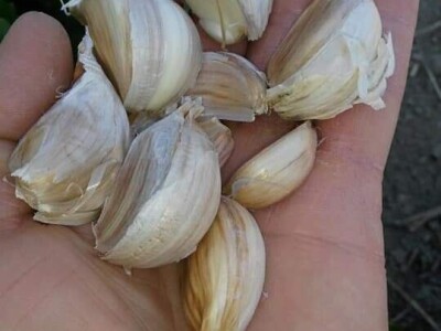 Elvis Dado Horvatinović zdravlje peradi jača češnjakom, octom i pepelom – kao naši stari