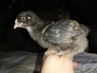 Elvis Dado Horvatinović zdravlje peradi jača češnjakom, octom i pepelom – kao naši stari