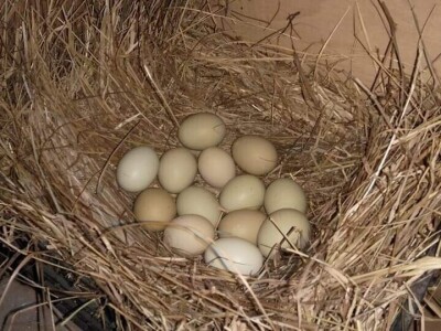 Elvis Dado Horvatinović zdravlje peradi jača češnjakom, octom i pepelom – kao naši stari