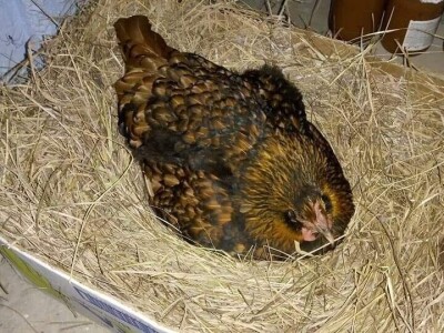 Elvis Dado Horvatinović zdravlje peradi jača češnjakom, octom i pepelom – kao naši stari