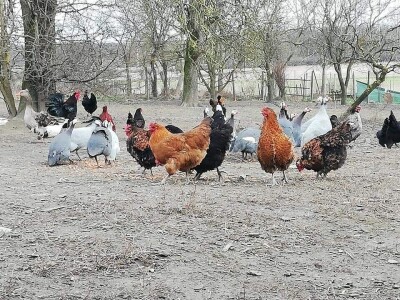 Elvis Dado Horvatinović zdravlje peradi jača češnjakom, octom i pepelom – kao naši stari