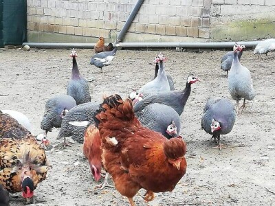 Elvis Dado Horvatinović zdravlje peradi jača češnjakom, octom i pepelom – kao naši stari