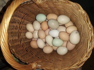 Elvis Dado Horvatinović zdravlje peradi jača češnjakom, octom i pepelom – kao naši stari