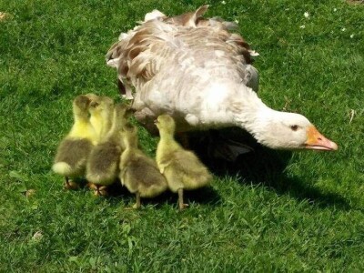 Elvis Dado Horvatinović zdravlje peradi jača češnjakom, octom i pepelom – kao naši stari