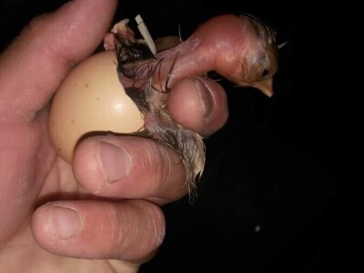 Elvis Dado Horvatinović zdravlje peradi jača češnjakom, octom i pepelom – kao naši stari