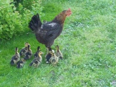 Elvis Dado Horvatinović zdravlje peradi jača češnjakom, octom i pepelom – kao naši stari