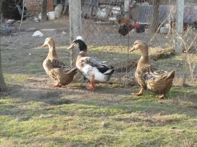 Elvis Dado Horvatinović zdravlje peradi jača češnjakom, octom i pepelom – kao naši stari