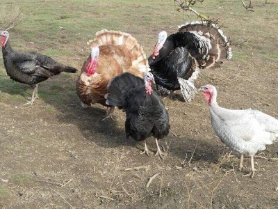 Elvis Dado Horvatinović zdravlje peradi jača češnjakom, octom i pepelom – kao naši stari