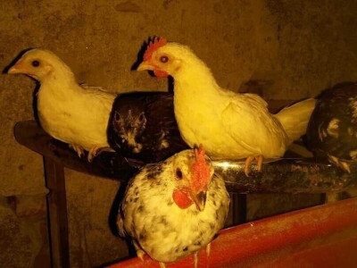 Elvis Dado Horvatinović zdravlje peradi jača češnjakom, octom i pepelom – kao naši stari