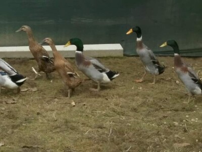 Elvis Dado Horvatinović zdravlje peradi jača češnjakom, octom i pepelom – kao naši stari