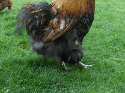 Elvis Dado Horvatinović zdravlje peradi jača češnjakom, octom i pepelom – kao naši stari