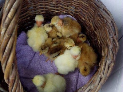 Elvis Dado Horvatinović zdravlje peradi jača češnjakom, octom i pepelom – kao naši stari