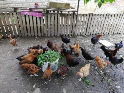 Elvis Dado Horvatinović zdravlje peradi jača češnjakom, octom i pepelom – kao naši stari