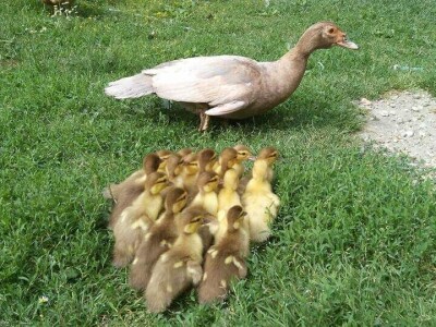 Elvis Dado Horvatinović zdravlje peradi jača češnjakom, octom i pepelom – kao naši stari