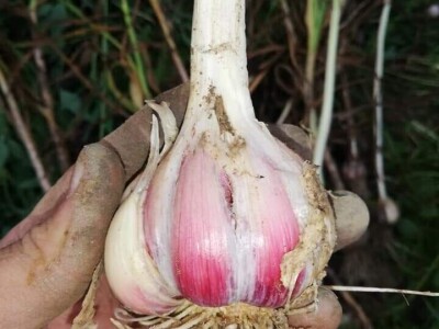 Elvis Dado Horvatinović zdravlje peradi jača češnjakom, octom i pepelom – kao naši stari