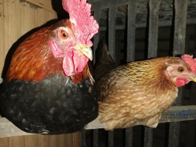 Elvis Dado Horvatinović zdravlje peradi jača češnjakom, octom i pepelom – kao naši stari